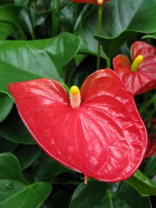 anthurium plant, hawaiian tropical flowers, flowering house plants