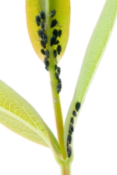 Aphids on Plant aphids, get rid of aphids, aphids on plant