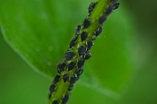 Aphids on Plant aphids on houseplant leaves, picture of aphids, aphids, get rid of aphids