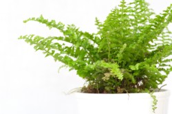 boston fern, common house plants