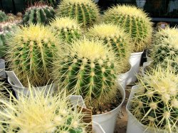 cactus house plants, golden barrel cactus, types of cactus