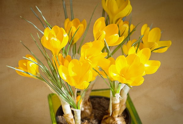 yellow crocus, yellow flowers, crocus bulbs, growing crocus