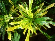 croton plant, arrowhead croton