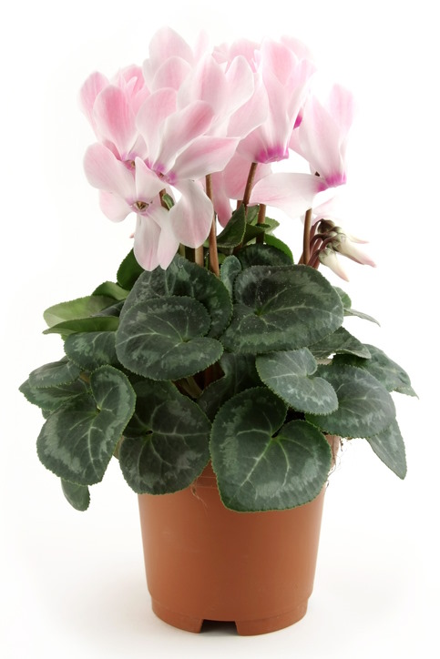 cyclamen plant, flowering houseplant, cyclamen care