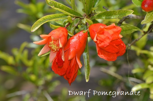 dwarf pomegranate
