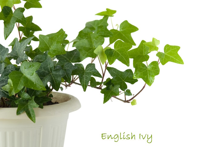 common house plants, english ivy, ivy houseplant