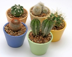 cactus house plants, cactus picture,  types of cactus
