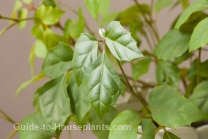 grape ivy, kangaroo vine, cissus rhombifolia, oak leaf ivy