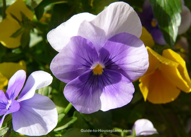 pansy plants, growing pansies