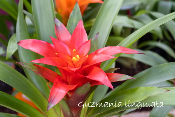 guzmania lingulata