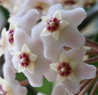 hoya carnosa, hoya flower, flowering house plants