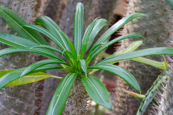 madagascar palm, pachypodium lamerei