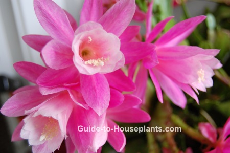 orchid cactus, orchid cactus care