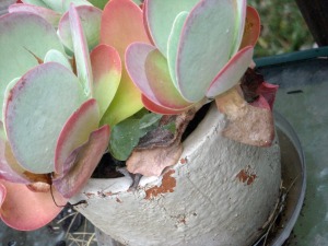 kalanchoe thyrsiflora, paddle plant, succulent house plants