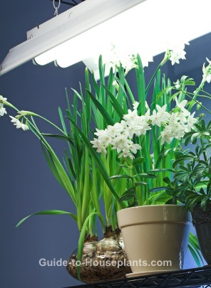 indoor plant lighting, light for house plants