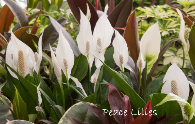 peace lily, spathiphyllum