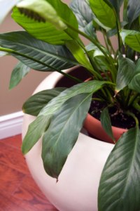 peace lily, spatheflower, houseplants, common house plant