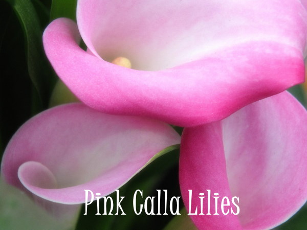 pink calla lilies, Zantedeschia rehmannii, pink flowers
