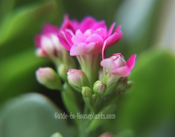 Kalanchoe Plant kalanchoe flower, kalanchoe care, kalanchoe blossfeldiana, kalanchoe plant, flaming katy, succulent houseplant