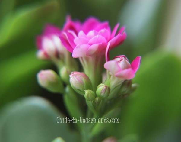 kalanchoe flower, kalanchoe care, kalanchoe blossfeldiana, kalanchoe plant, flaming katy, succulent houseplant