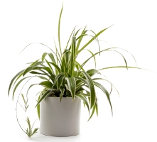 spider plant, spider plant care, growing spider plant, chlorophytum comosum, indoor gardening, how to grow spider plant