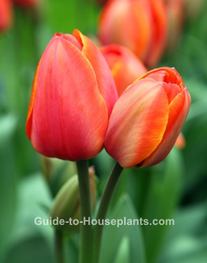 forcing tulip bulbs, how to plant tulip bulbs, growing tulips, how to force tulip