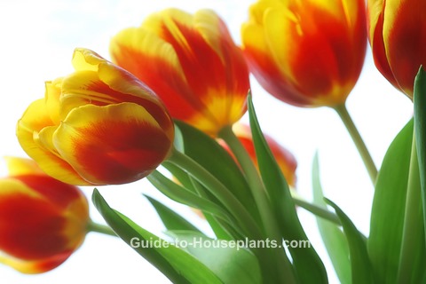 growing tulips, forcing tulips, how to force tulips, forcing tulip bulbs, how to plant tulip bulbs