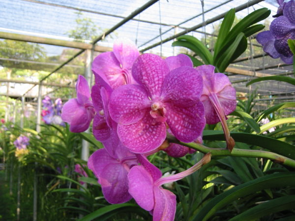 vanda orchid, vanda orchid care