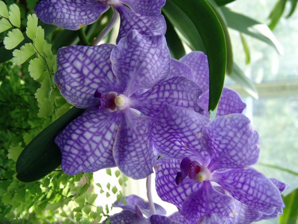vanda orchid, growing vanda orchids, vanda orchid care
