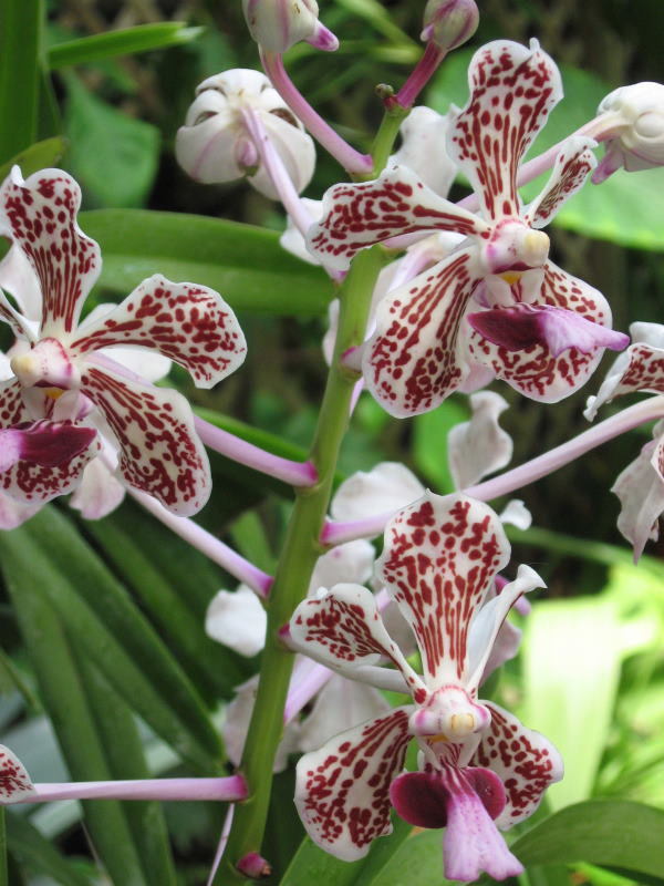 vanda orchid, vanda tricolor
