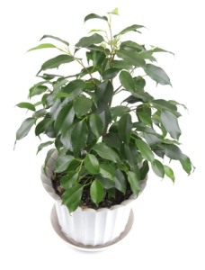 weeping fig, ficus houseplant, large house plant
