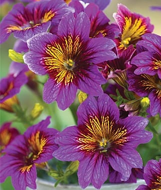 14 Colorful Summer Annuals for the Full Sun