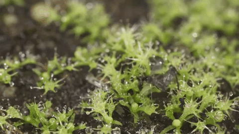 fungus-gnats-moving-in-soil