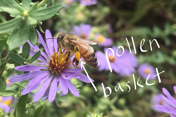 lurie-garden-honeybee-pollen-basket-600x400