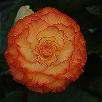 Red and Yellow Frilled Begonia Flower