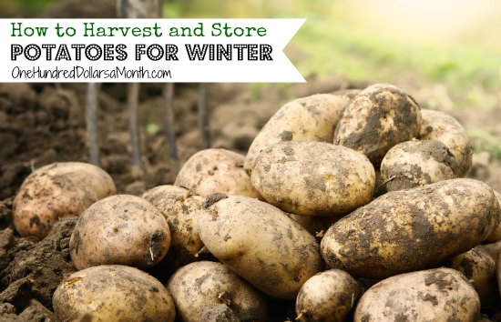 How to Harvest and Store Potatoes for Winter