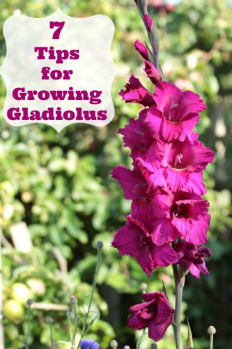 7 Tips for Growing Gladiolus