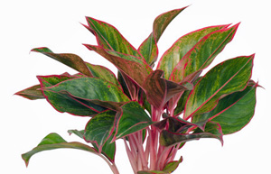 Aglaonema plant