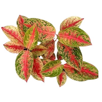 Aglaonema Red Impressa - Chinese Evergreen