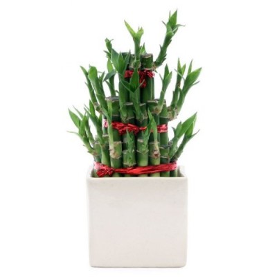 3 Layer Lucky Bamboo with Ceramic Pot