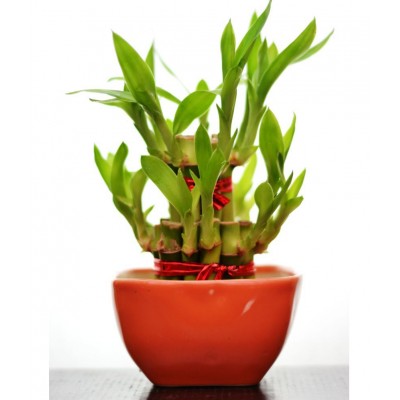 2 Layer Lucky Bamboo  with Ceramic Pot