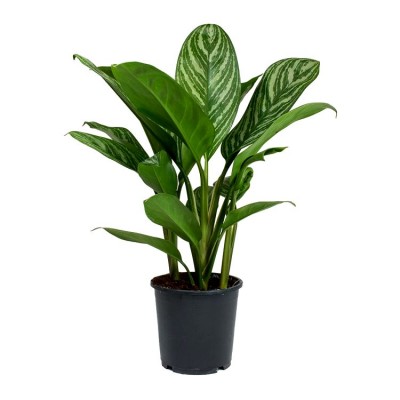 Aglaonema Silver Queen Plant  - Chinese Evergreen, Aglaonema Stripes