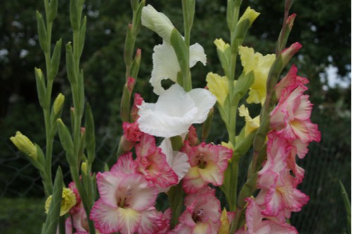 Gladioli flower