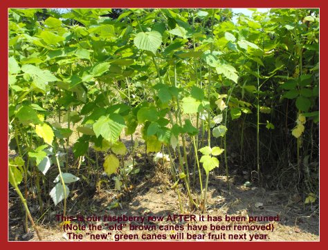 How to Prune Raspberries - Raspberry Patch AFTER Pruning #pruneraspberries