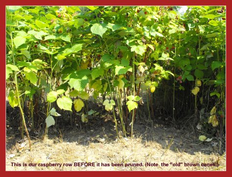 How to Prune Raspberries in Fall - Raspberry Bushes BEFORE Pruning