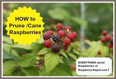 When and How to Prune or Cane Raspberry Plants or Bushes in the spring and fall