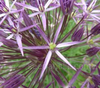 Allium christophii is the most flamboyant member of this enormous family of plants.