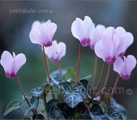 Having seen the dainty pink flowers of Cyclamen hederifolium, few can resist trying to grow it. 