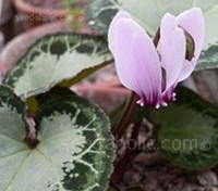 Cyclamen graecum are appreciated for their wonderful rosettes of superbly marbled leaves. The markings of which are infinitely variable. 