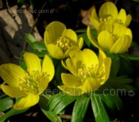 Eranthis hyemalis, the Winter Aconite beam a golden glow into the garden at a time when the sun rarely breaks through the clouds. 